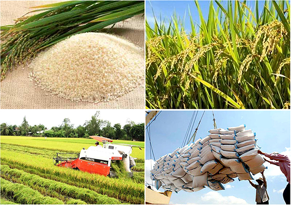 Thị trường xuất khẩu gạo tại Việt Nam hiện nay