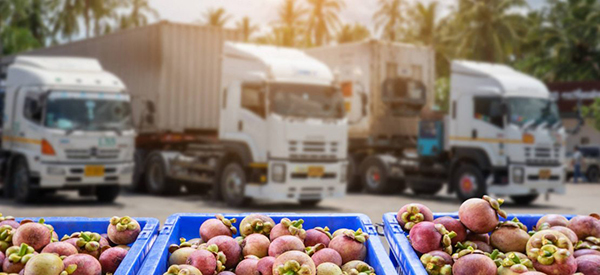 Nhu cầu vận chuyển và tiêu thụ các mặt hàng về hoa quả